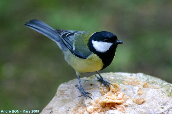 Mésange charbonnière (Parus major)