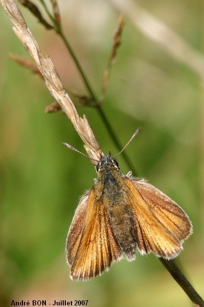 Essex Skipper (Thymelicus lineola)