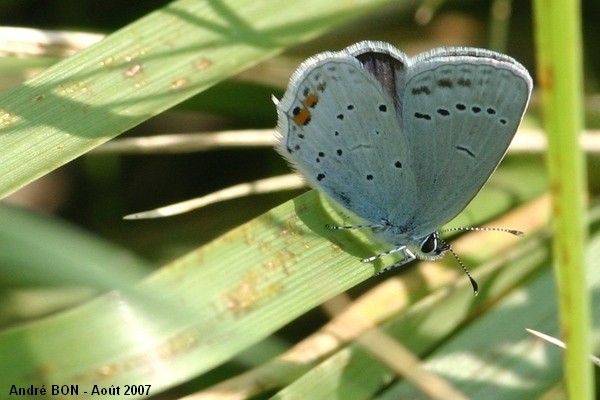 Short-tailed Blue (Everes argiades)