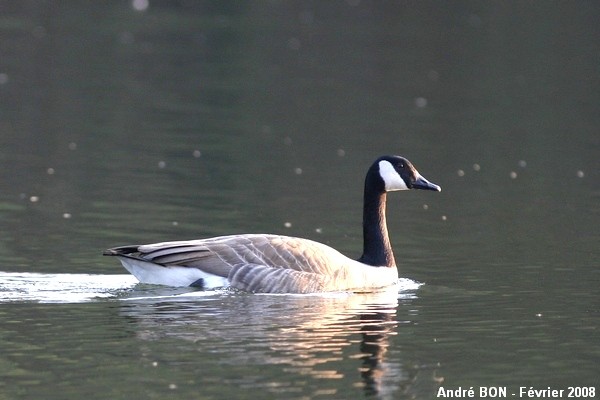 Canada Goose Branta canadensis