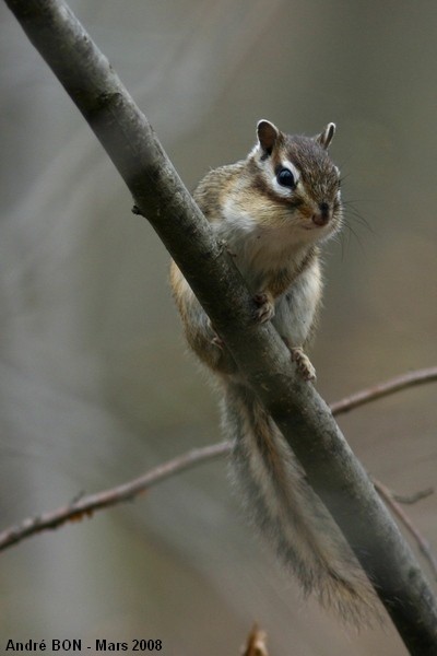 Siberian Chipmunk (Tamias sibiricus)