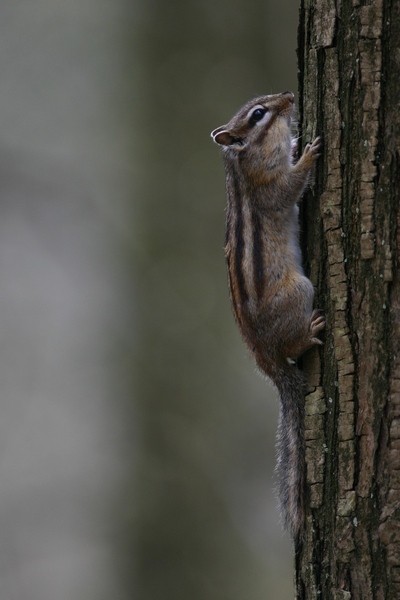 Siberian Chipmunk (Tamias sibiricus)