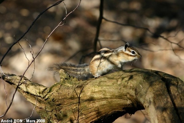 Siberian Chipmunk (Tamias sibiricus)