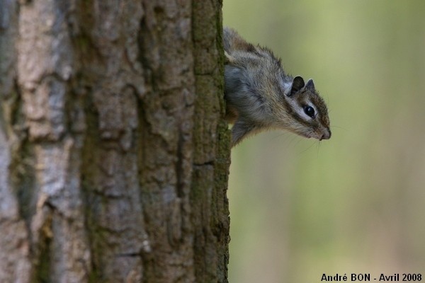 Siberian Chipmunk (Tamias sibiricus)