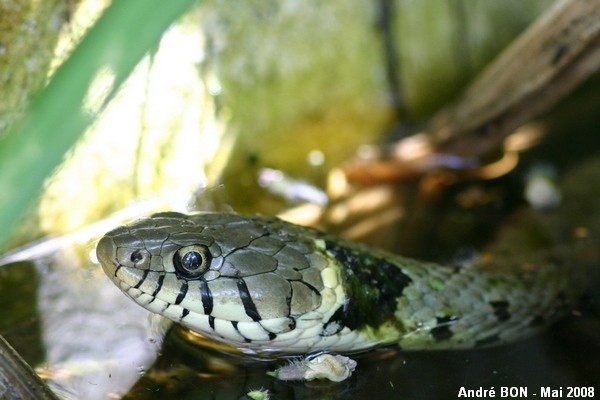 Barred Grass Snake (Natrix helvetica)