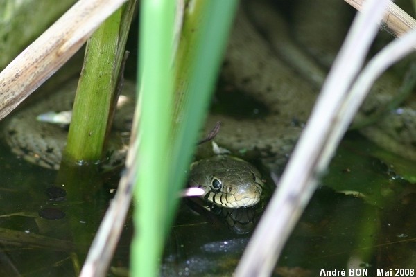 Barred Grass Snake (Natrix helvetica)