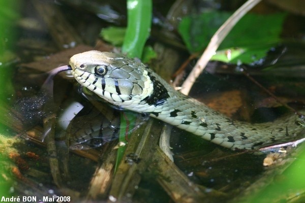 Barred Grass Snake (Natrix helvetica)