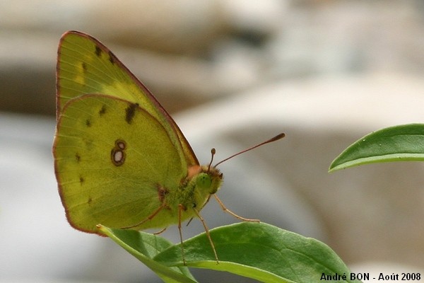 Pale Clouded Yellow (Colias hyale)