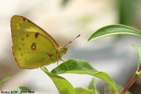 Pale Clouded Yellow (Colias hyale)