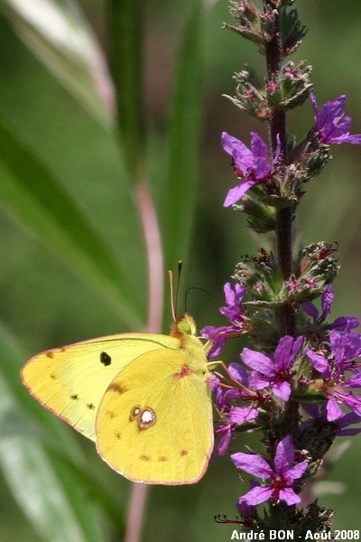 Pale Clouded Yellow (Colias hyale)