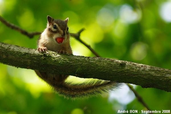 Siberian Chipmunk (Tamias sibiricus)