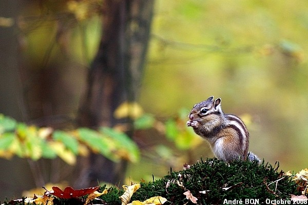 Siberian Chipmunk (Tamias sibiricus)