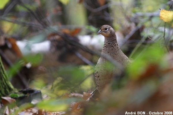 ailes de faisan de colchide séchée, ringneck pheasant wings