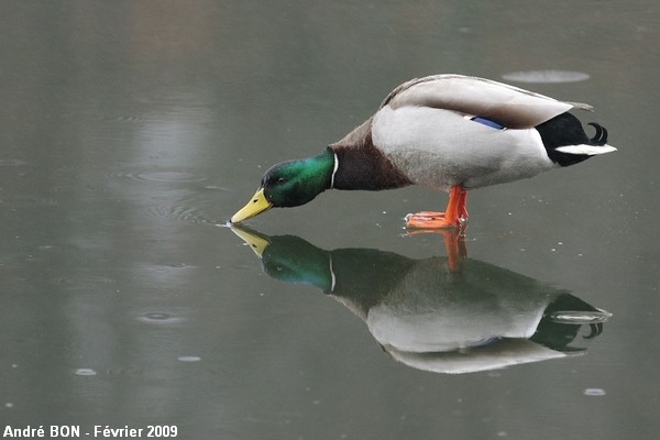 Canard colvert - Anas platyrhynchos