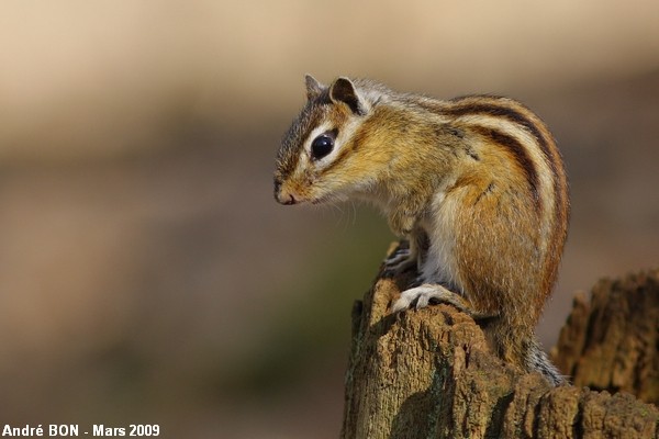 Siberian Chipmunk (Tamias sibiricus)