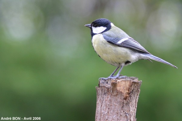 Mésange charbonnière (Parus major)