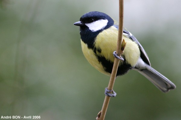 Mésange charbonnière (Parus major)