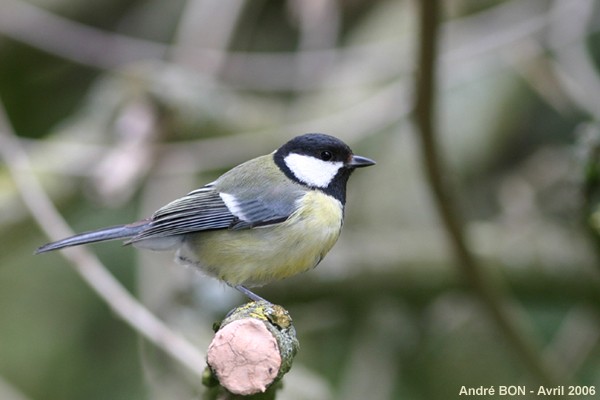 Mésange charbonnière (Parus major)