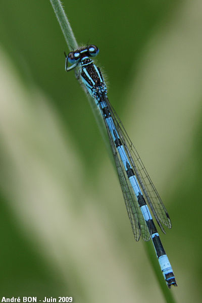 Agrion de mercure (Coenagrion mercuriale)