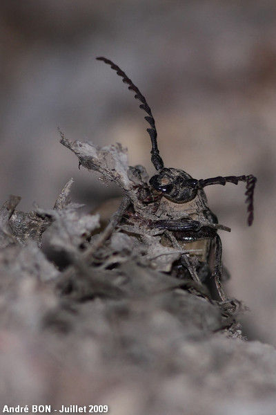 Prione tanneur (Prionus coriarius)