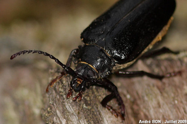 Prione tanneur (Prionus coriarius)