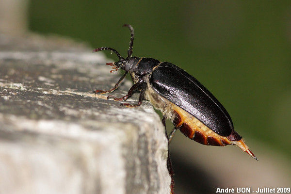 Prione tanneur (Prionus coriarius)