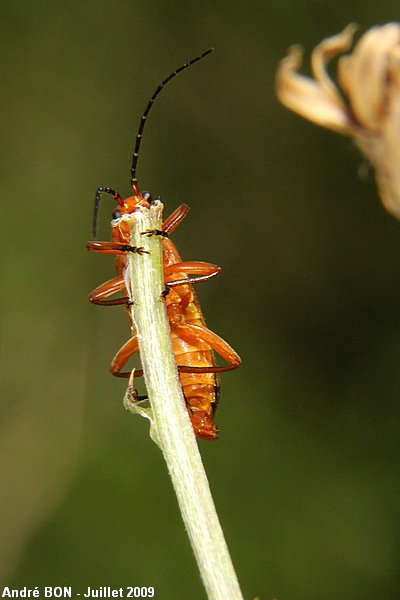 Common Red Soldier Beetle (Rhagonycha fulva)