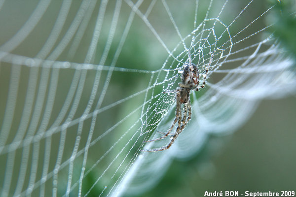 Metellina of the segmentata group (Metellina segmentata-mengei)