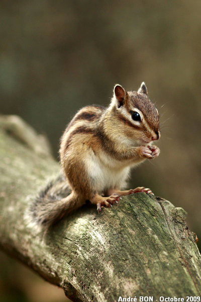 Siberian Chipmunk (Tamias sibiricus)