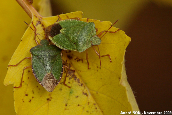 Green Shield Bug (Palomena prasina)