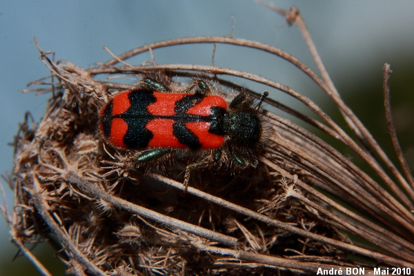 Clairon des ruches (Trichodes alvearius)