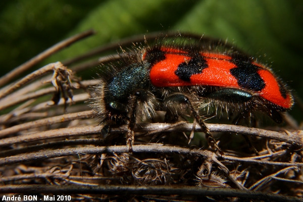 Clairon des ruches (Trichodes alvearius)