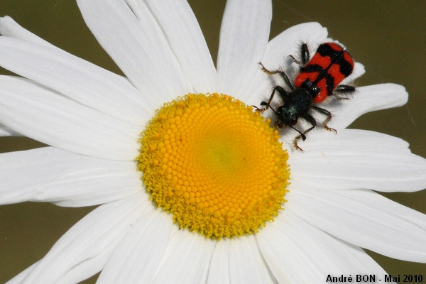 Clairon des ruches (Trichodes alvearius)