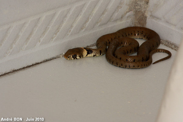 Barred Grass Snake (Natrix helvetica)