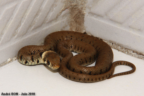 Barred Grass Snake (Natrix helvetica)