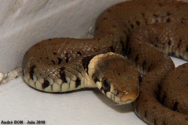 Barred Grass Snake (Natrix helvetica)