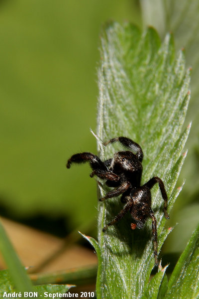 Evarcha arcuata