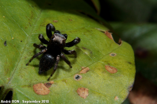 Evarcha arcuata