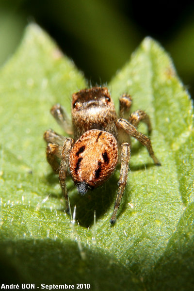 Evarcha arcuata