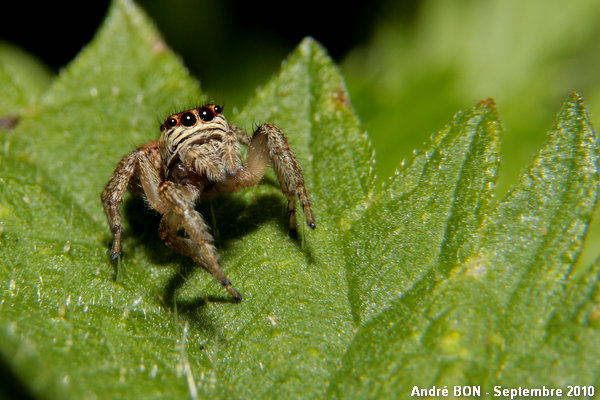 Evarcha arcuata