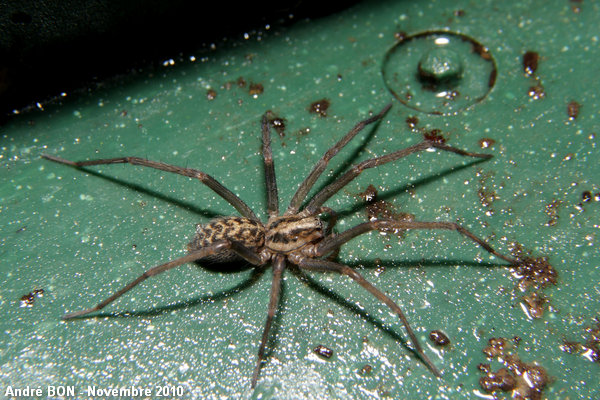 House spiders of the atrica group (Tegenaria (atrica) sp.)