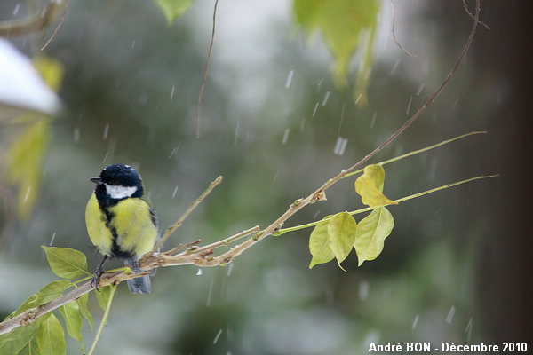 Mésange charbonnière (Parus major)