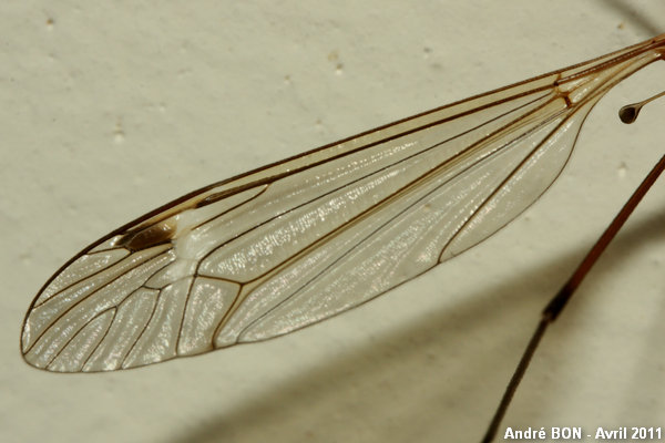 Tipules du sous-genre Lunatipula (Tipula (Lunatipula) sp)