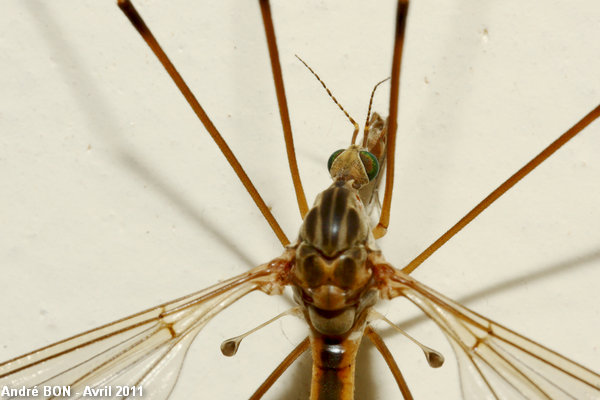 Tipules du sous-genre Lunatipula (Tipula (Lunatipula) sp)