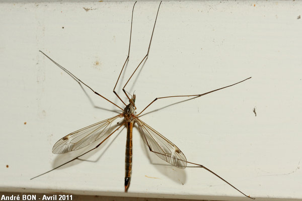 Tipules du sous-genre Lunatipula (Tipula (Lunatipula) sp)