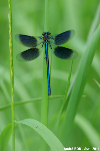 Caloptéryx éclatant Calopteryx splendens