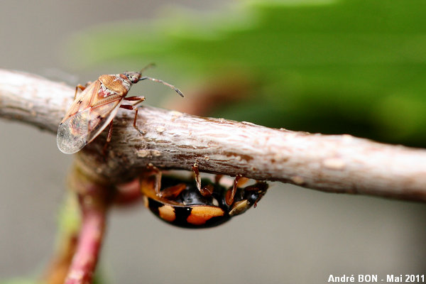 Birch Catkin Bug (Kleidocerys resedae)
