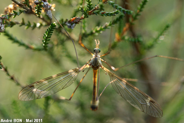 Tipules du sous-genre Lunatipula (Tipula (Lunatipula) sp)