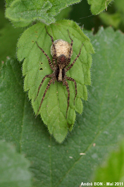 Pardosa of the lugubris group (Pardosa (lugubris) sp.)