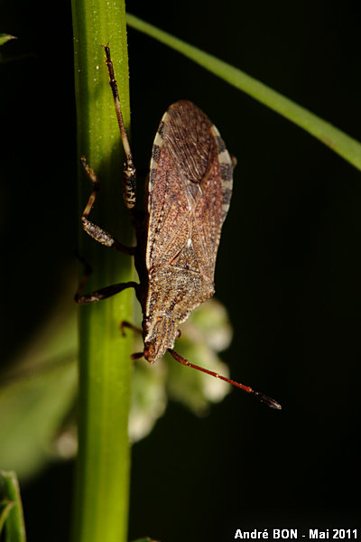 Ceraleptus gracilicornis